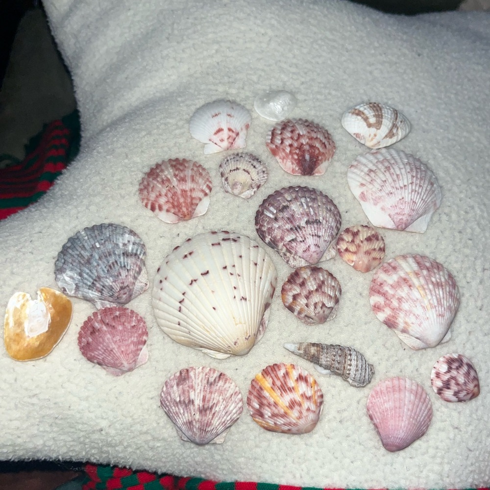 MANASOTA KEY SHELLS